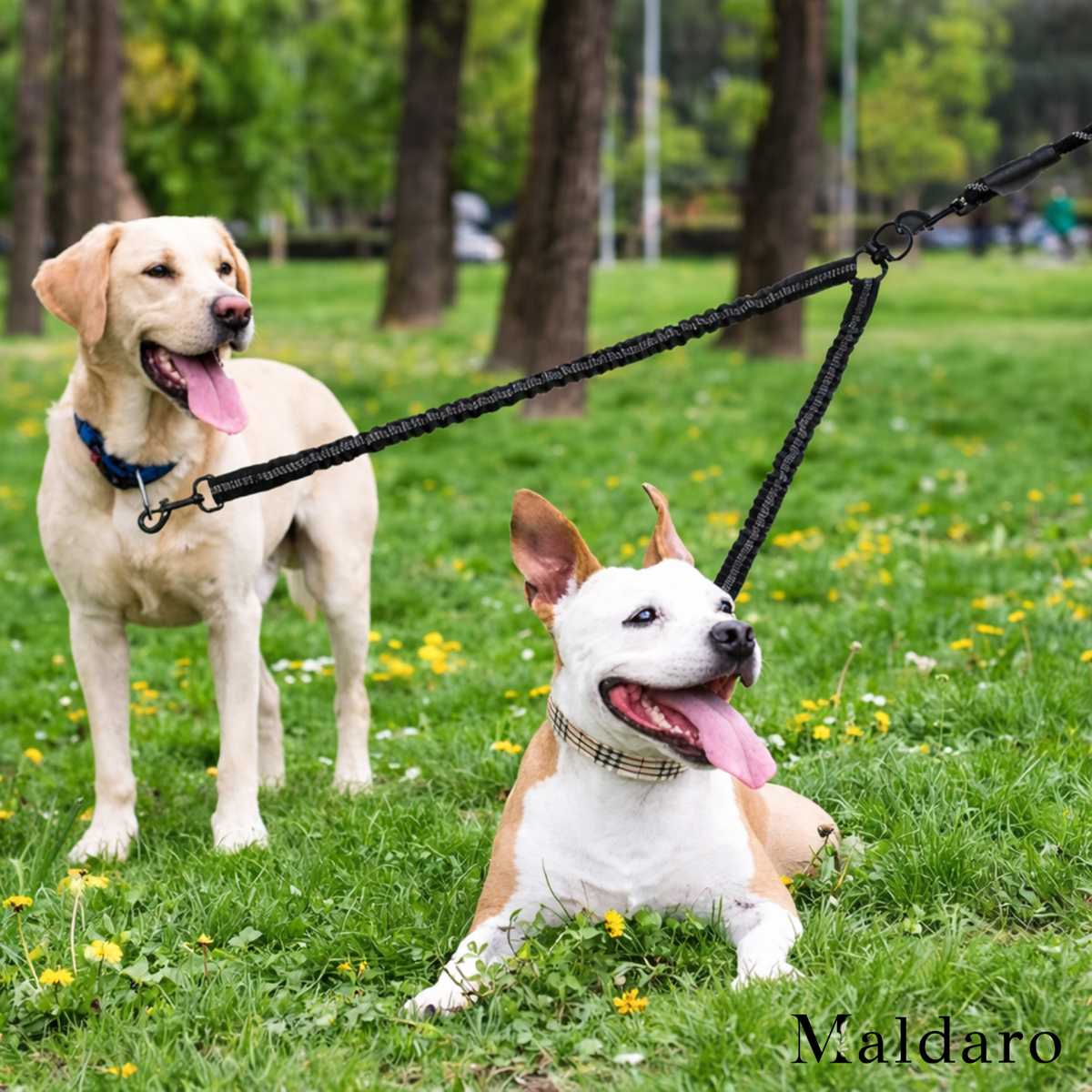 TwistFreeTrek – Effortless, Tangle-Free Walks with Two Dogs