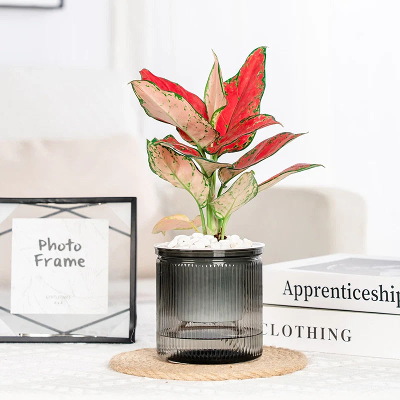 HydroEase – Effortlessly Provide Succulents with Perfect Moisture