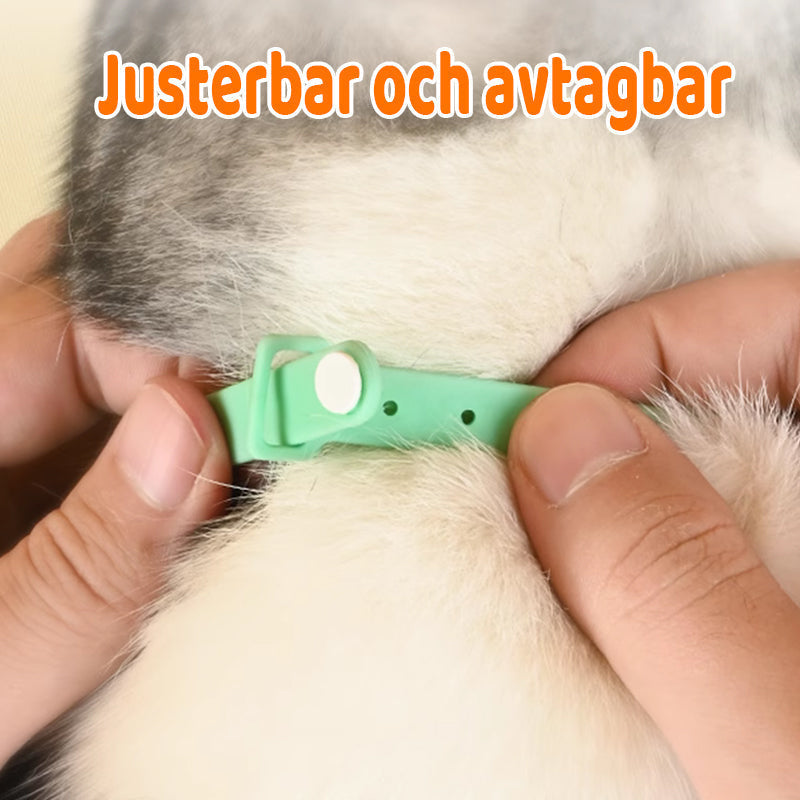 1+1 FREE | CatPulse – Keep Your Cat Active and Entertained All Day
