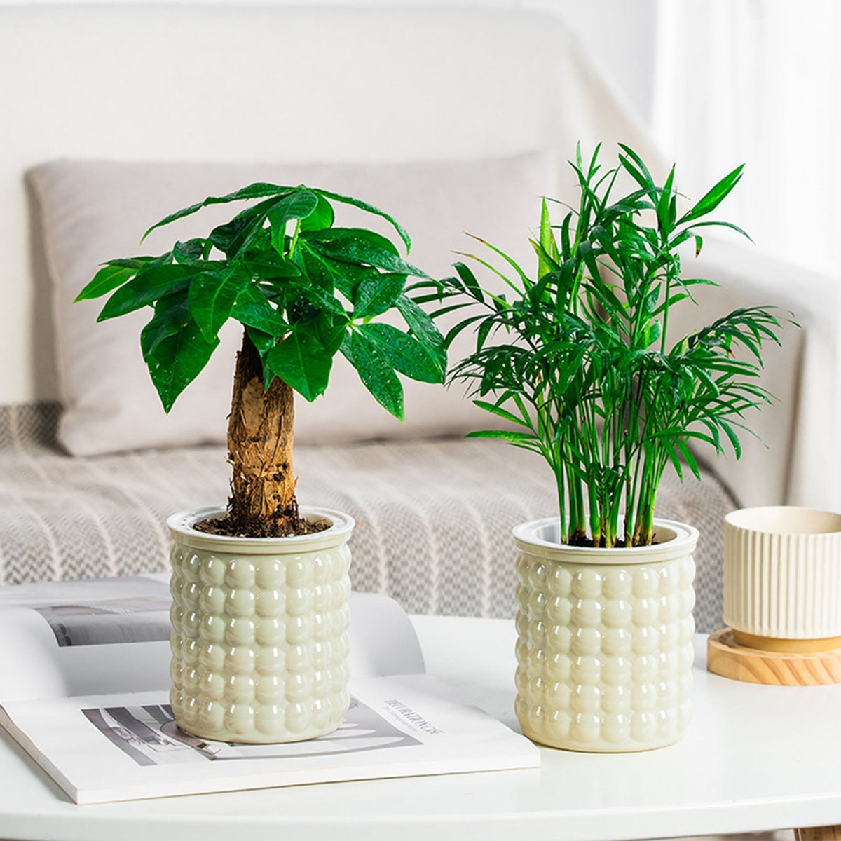 SucculentPlanter - Keep Your Succulents Juicy Without Watering Effort