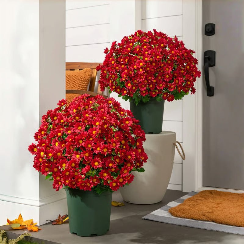 AutumnBloom – Lasting Autumn Splendor Without Maintenance!