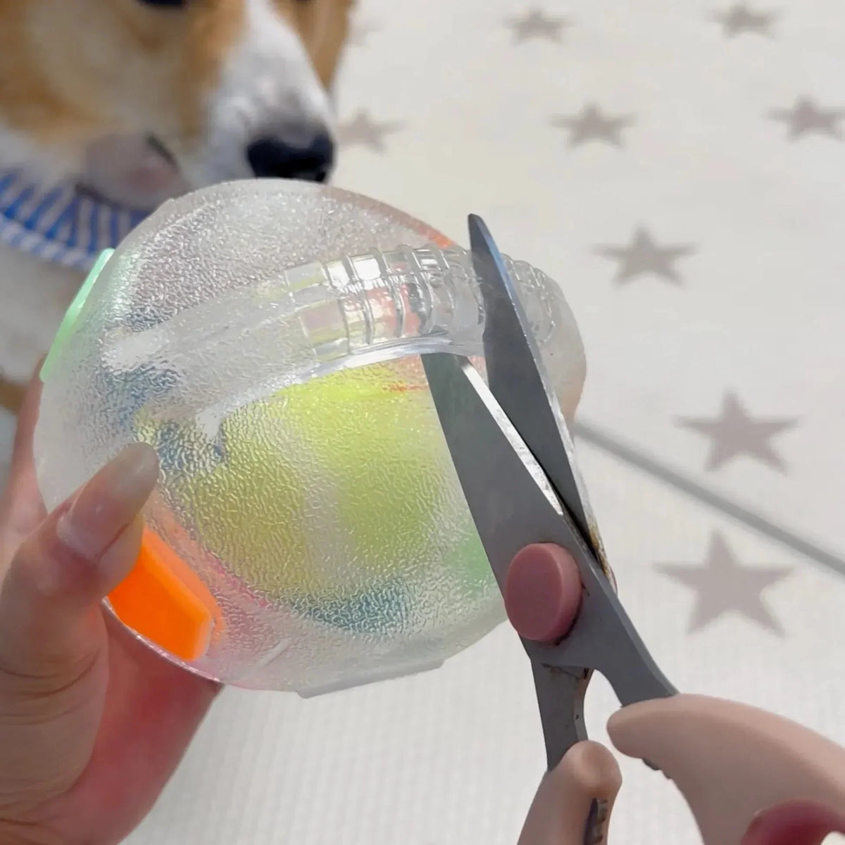 PupPitch - Keeps Dogs Happy and Active