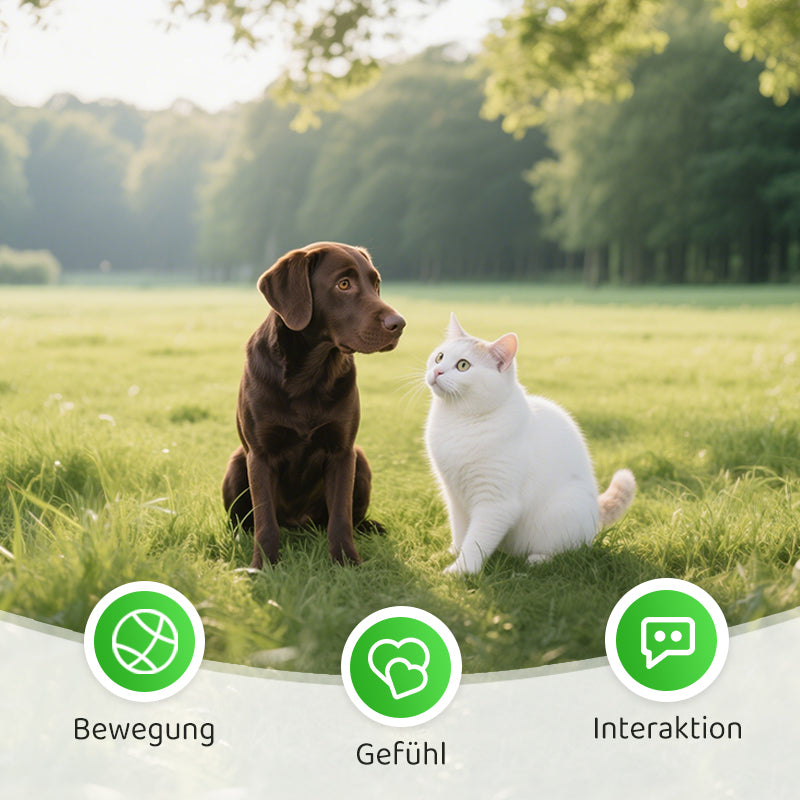 2+1 FREE | CatPlay – Chase, play, cheer – fun for your cat
