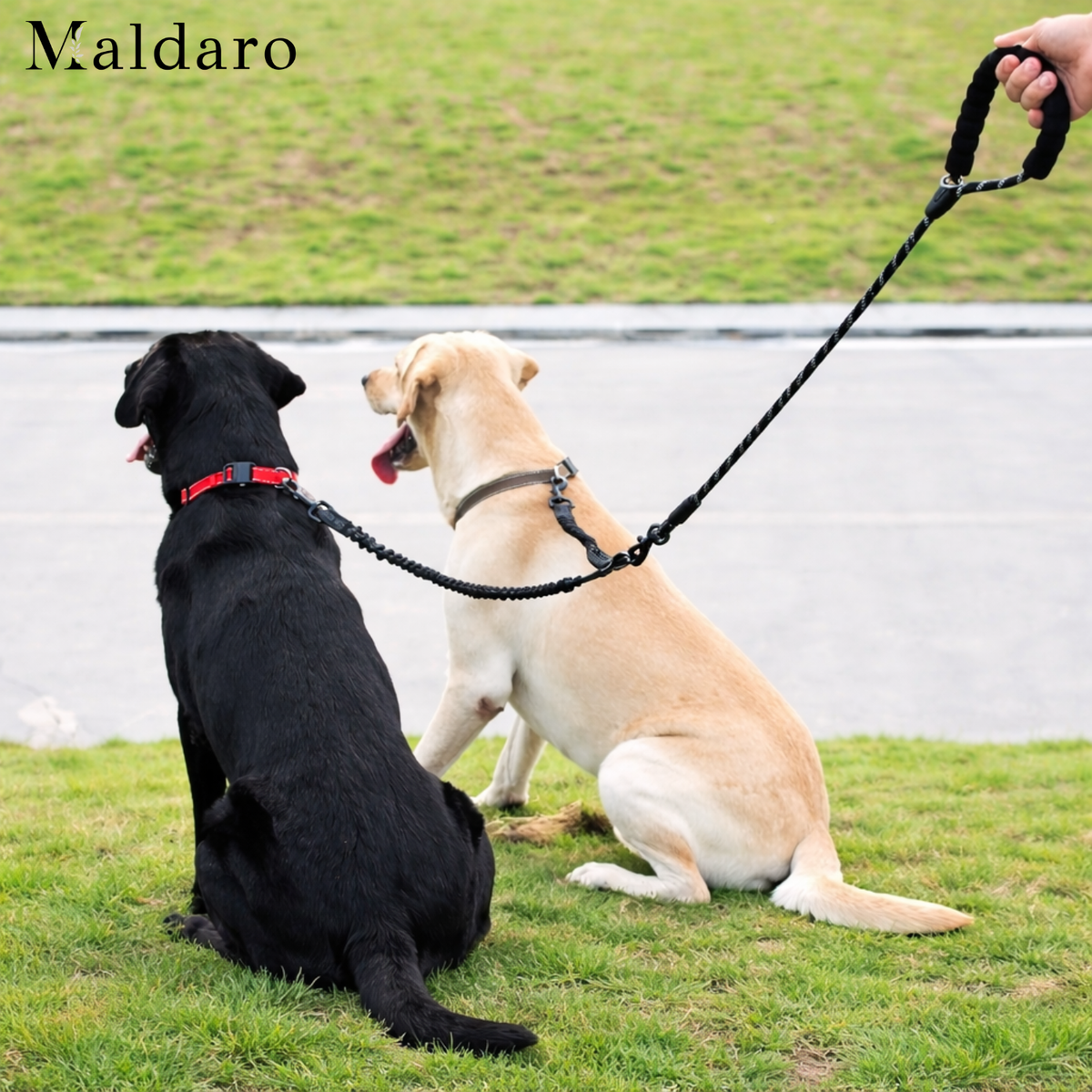 TwistFreeTrek – Effortless, Tangle-Free Walks with Two Dogs