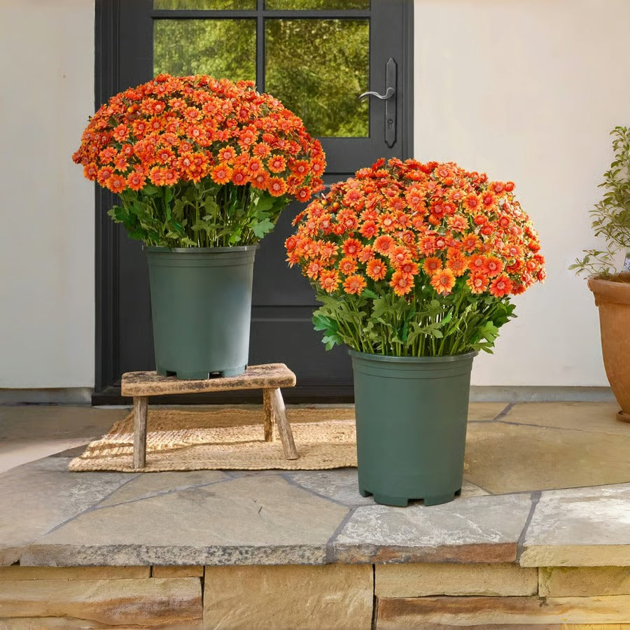 AutumnBloom – Lasting Autumn Splendor Without Maintenance!