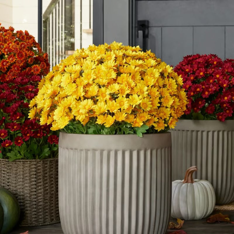 AutumnBloom – Lasting Autumn Splendor Without Maintenance!