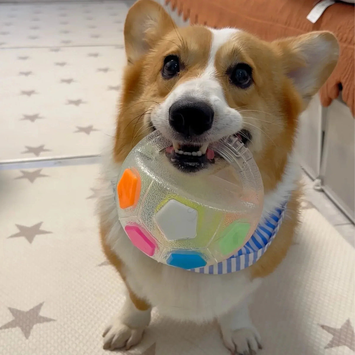 PupPitch - Keeps Dogs Happy and Active