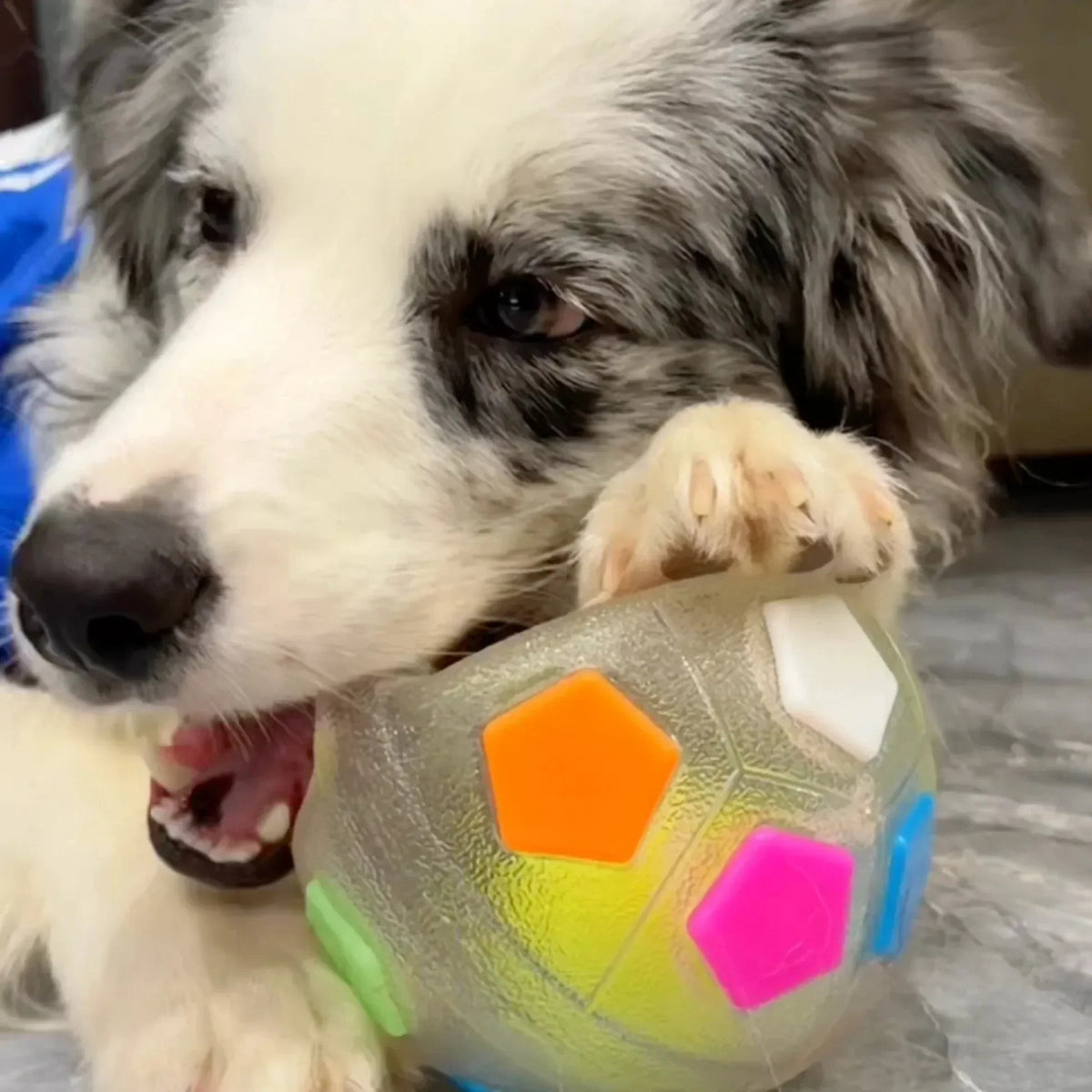 PupPitch - Keeps Dogs Happy and Active