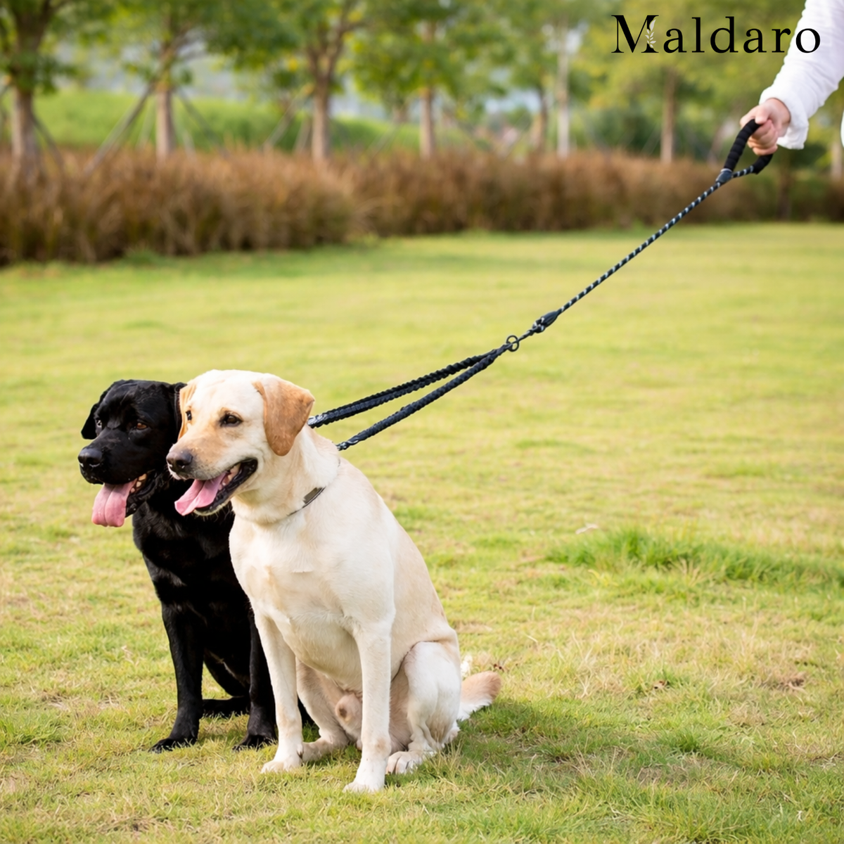 TwistFreeTrek – Effortless, Tangle-Free Walks with Two Dogs