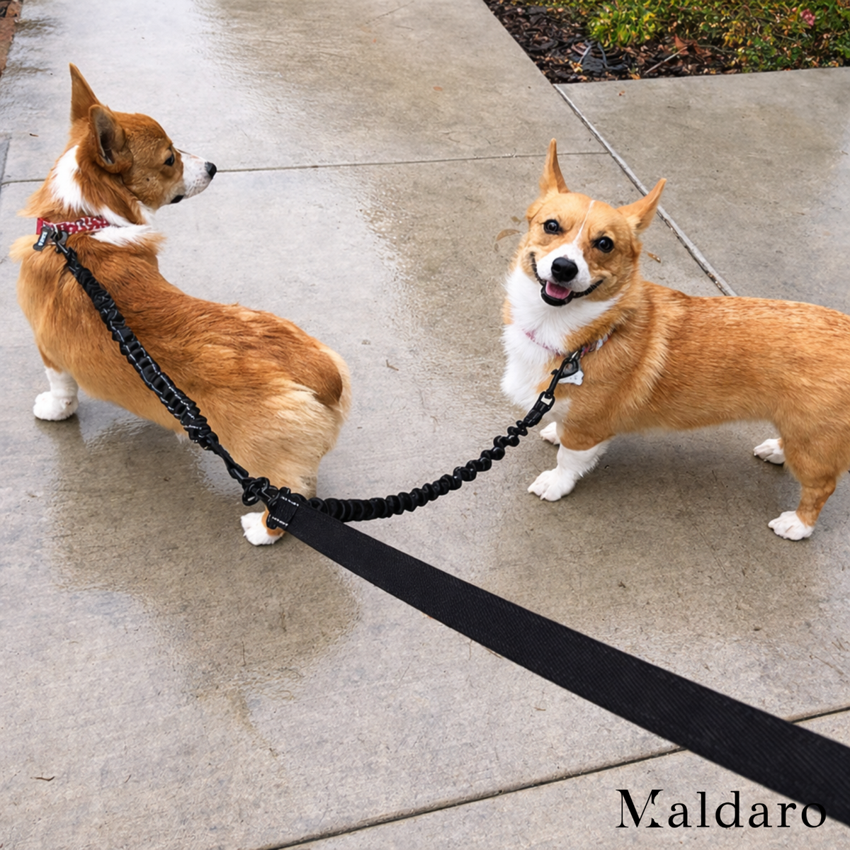 TwistFreeTrek – Effortless, Tangle-Free Walks with Two Dogs