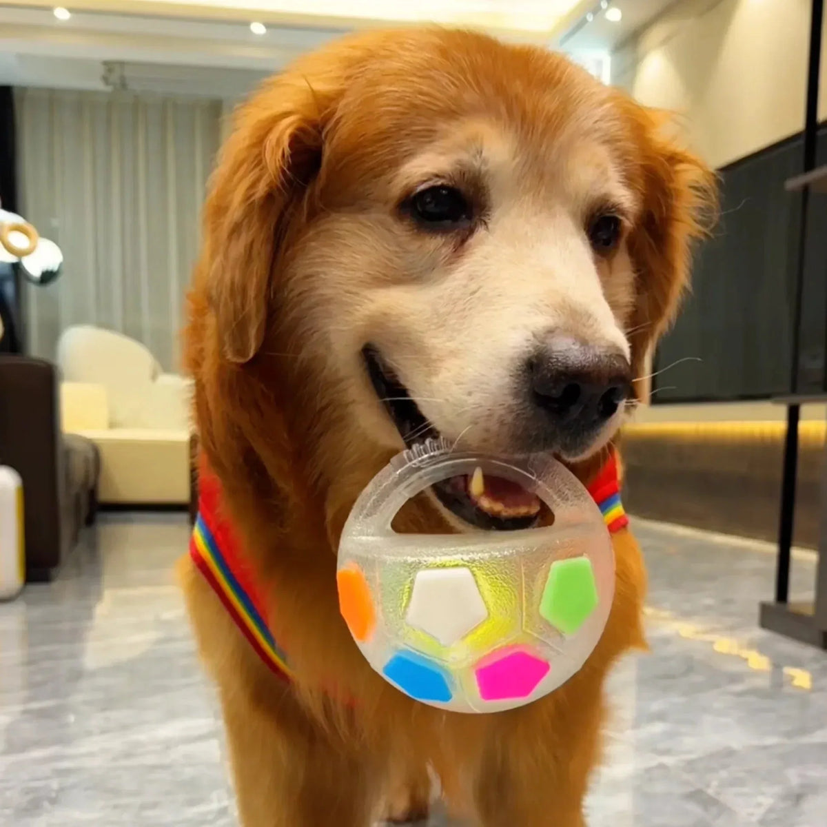 PupPitch - Keeps Dogs Happy and Active