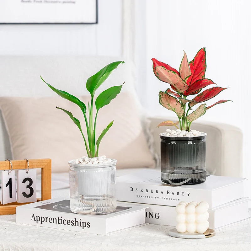 HydroEase – Effortlessly Provide Succulents with Perfect Moisture