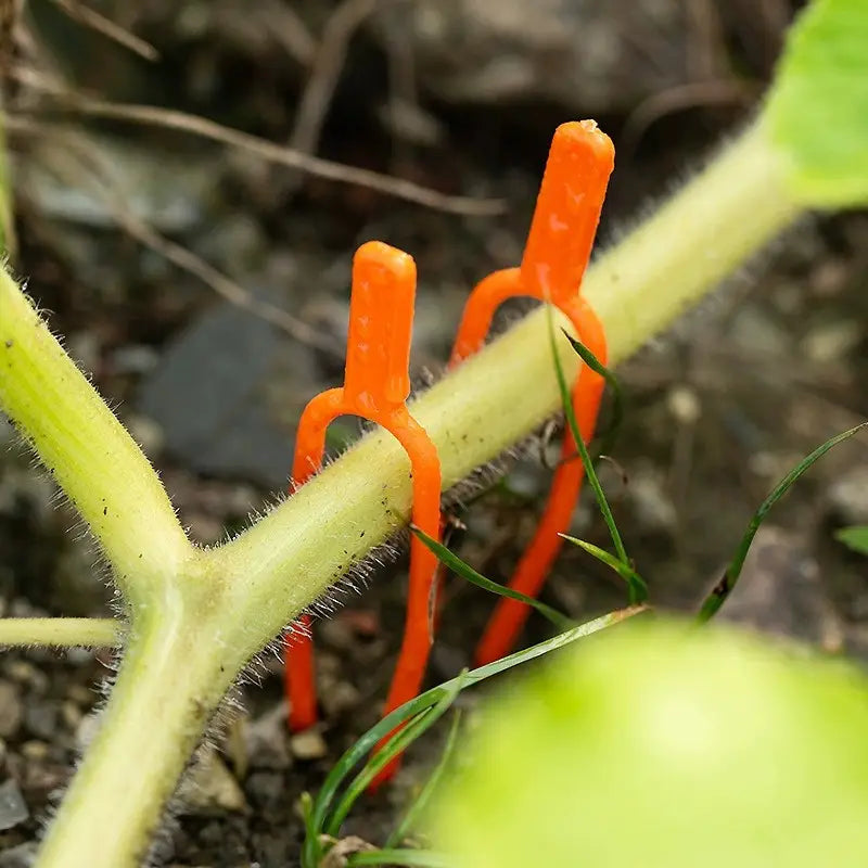 25+25 FREE | EcoStretch – Keep plants upright and healthy throughout the entire season