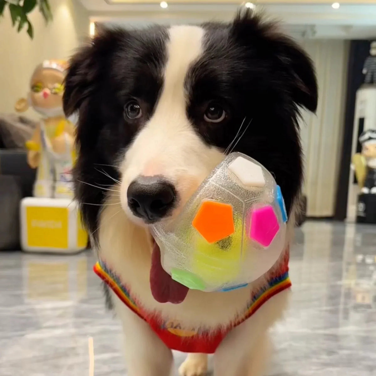 PupPitch - Keeps Dogs Happy and Active