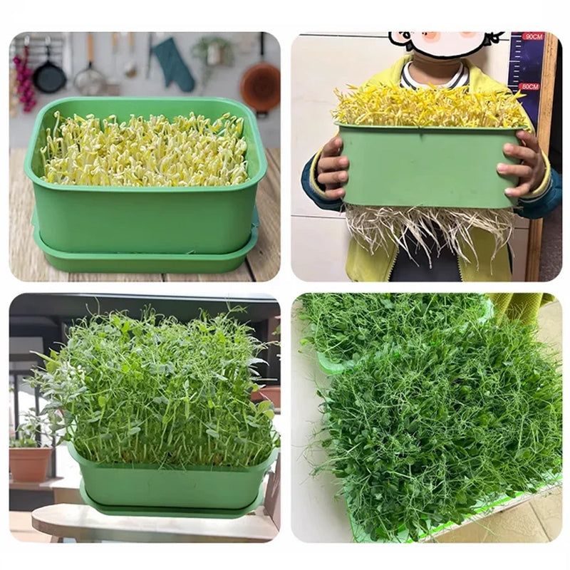 1+1 FREE | GreenBox – Fresh Sprouts Grown Daily Yourself