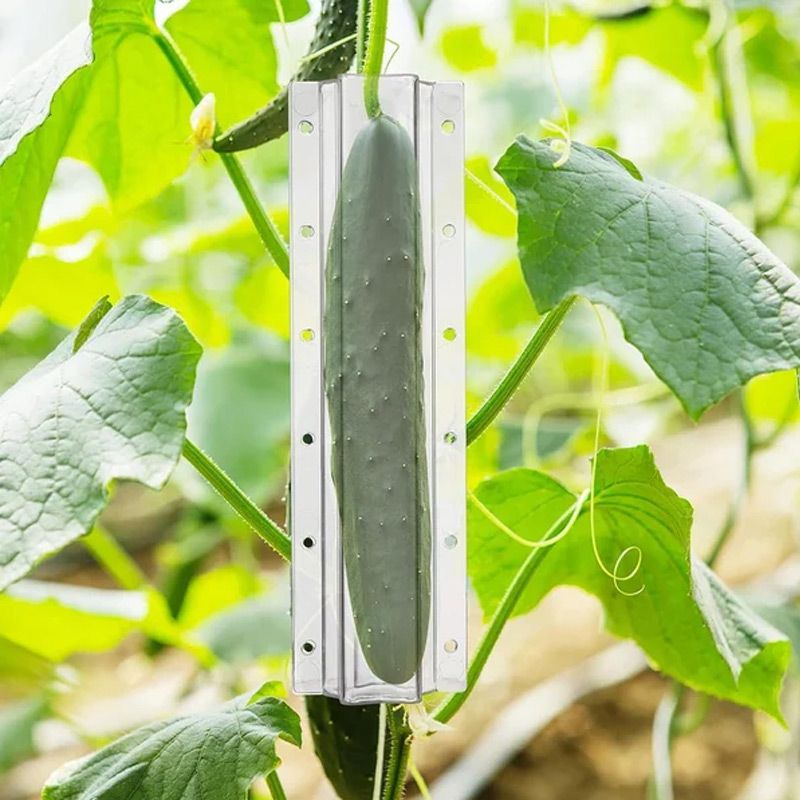 1+1 FREE | CucumberGlow – Grow Fun-Shaped Vegetables That Impress Everyone Instantly