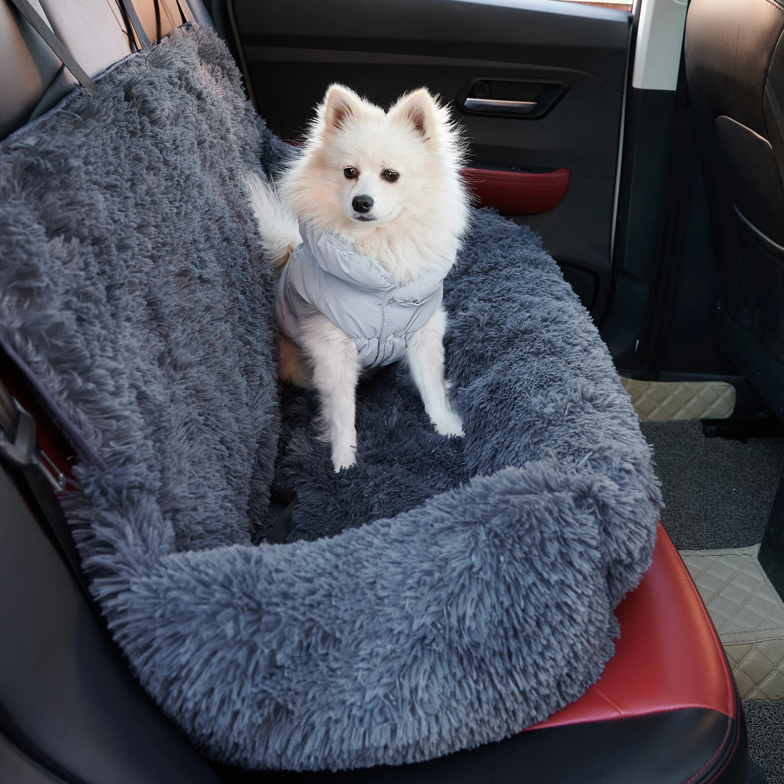CarPaw – Travel safely and relaxed with your dog!
