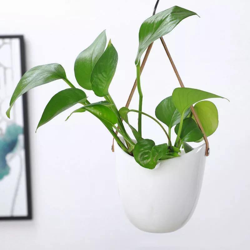 EcoPot – Instantly Transform Any Room with Stylish Hanging Planters
