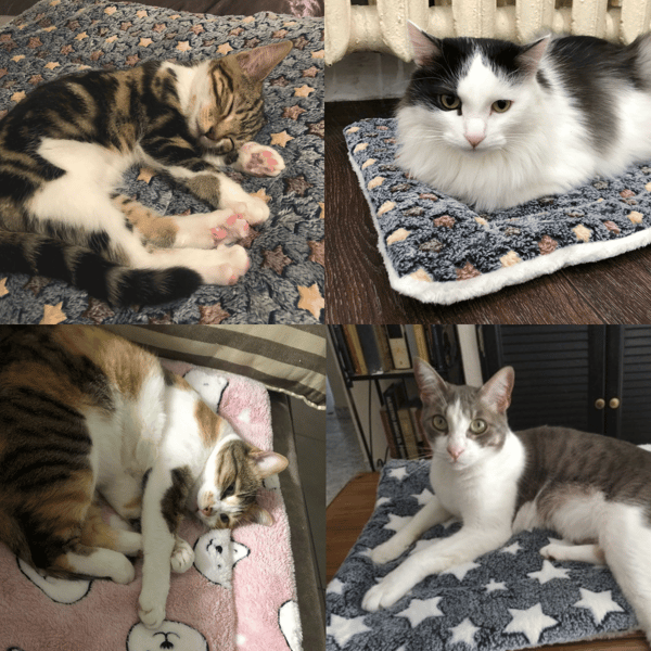 CozyPaw – Deep Relaxation for Your Cat!