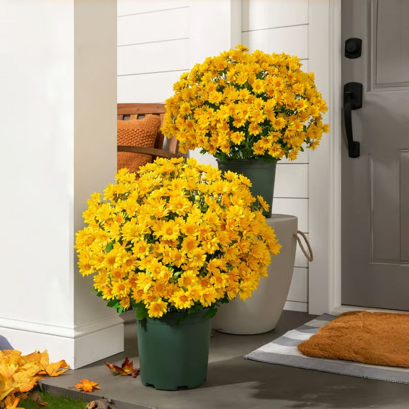 AutumnBloom – Lasting Autumn Splendor Without Maintenance!